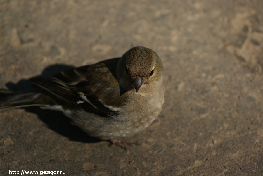 Зяблик, Fringilla coelebs