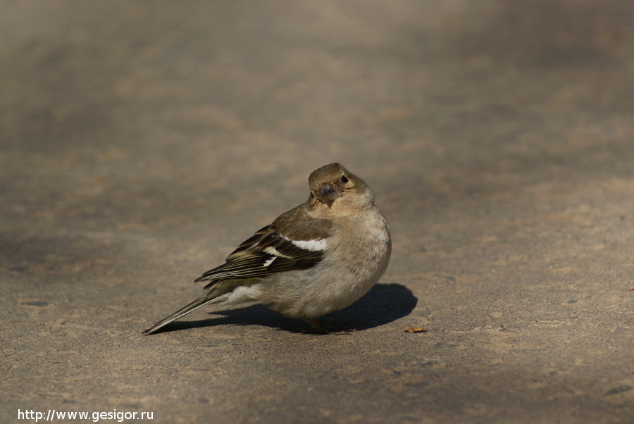 Зяблик, Fringilla coelebs