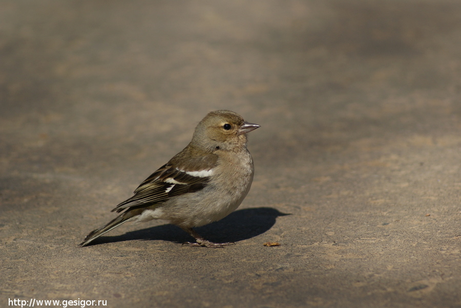 Зяблик, Fringilla coelebs
