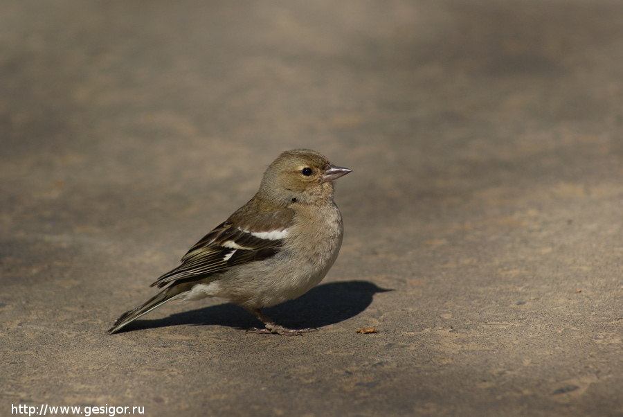 Зяблик, Fringilla coelebs