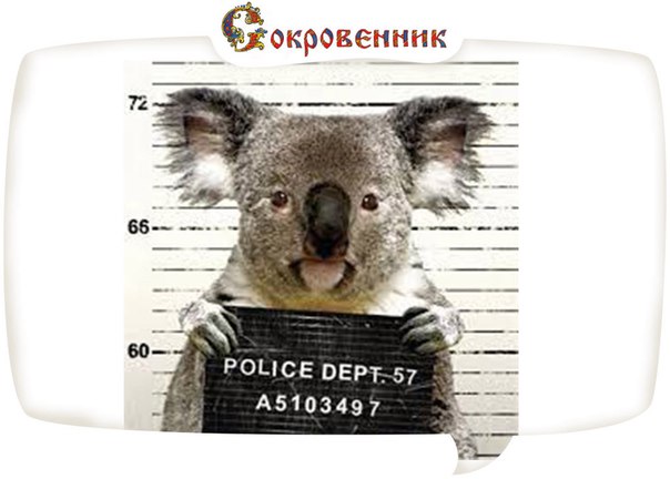 koala.jpg