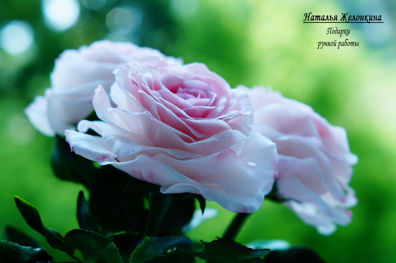 Розовые розы_ХФ_4_1.jpg
