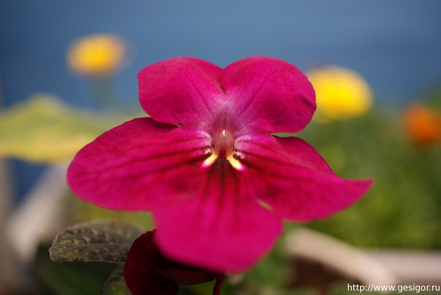 Стрептокарпус, Streptocarpus