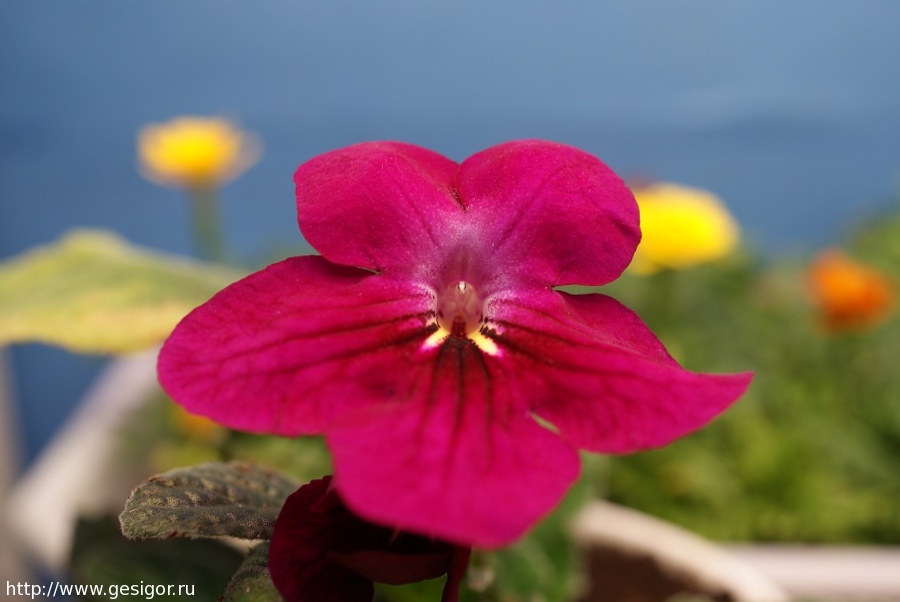 Стрептокарпус, Streptocarpus