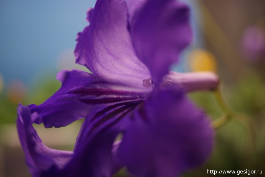 Стрептокарпус, Streptocarpus