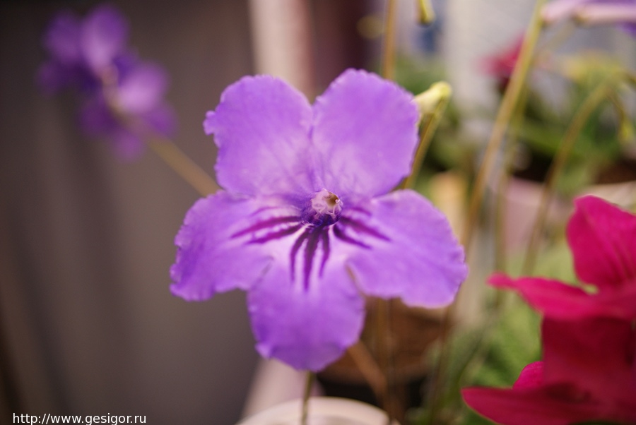 Стрептокарпус, Streptocarpus