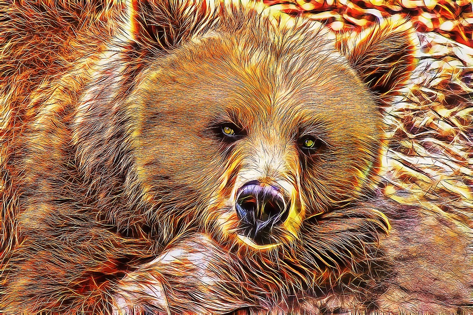 bear-1254.jpg