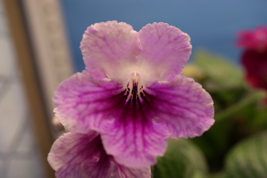 Стрептокарпус, Streptocarpus