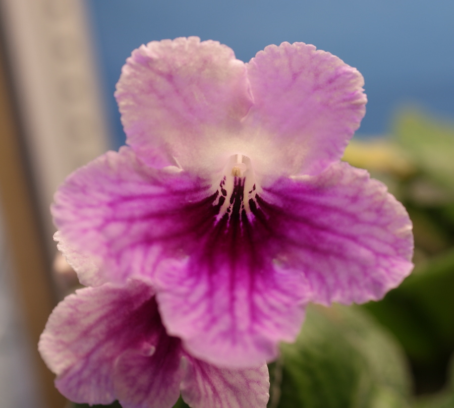 Стрептокарпус, Streptocarpus