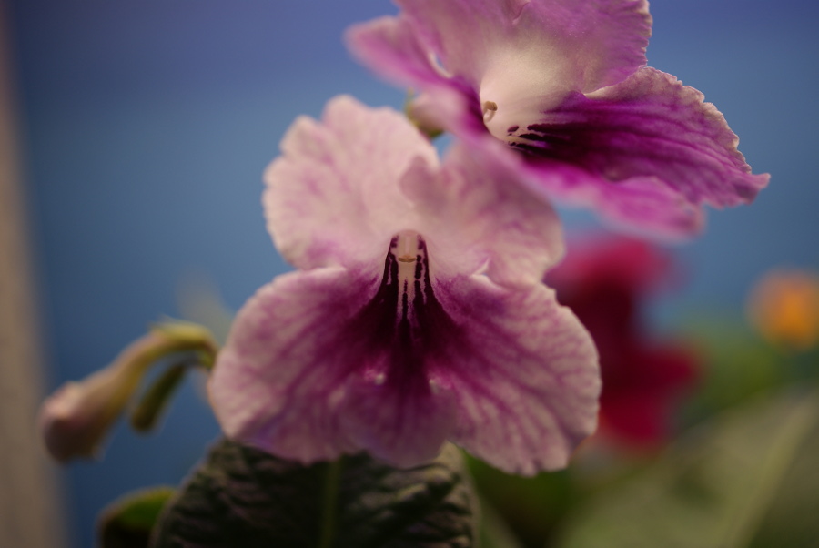 Стрептокарпус, Streptocarpus