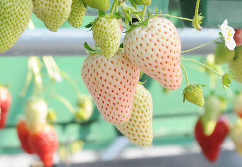 whitestrawberry.jpg