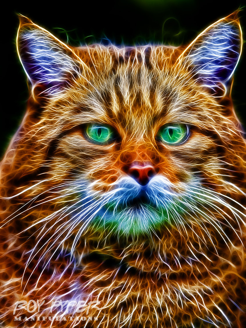 fraktcatfractalius1.jpg