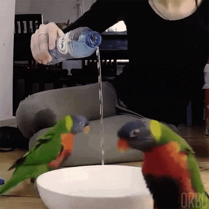 The_spell_to_call_forth_the_mighty_Birb_-_Imgur.gif