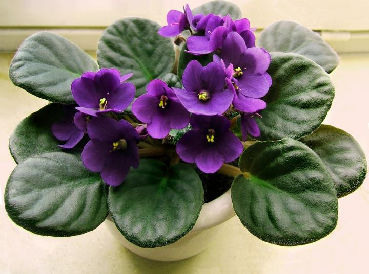 african-violet.jpg