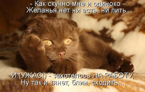 кот.jpg