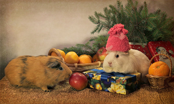 Christmas_Guinea_pigs_Apples_Mandarine_Two_Gifts_537850_600x359.jpg