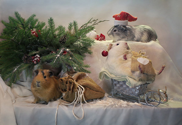 Christmas_Guinea_pigs_Branches_Sled_Gifts_Winter_538184_600x414.jpg
