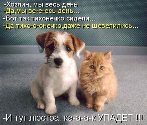 Cat_n_dog.jpg