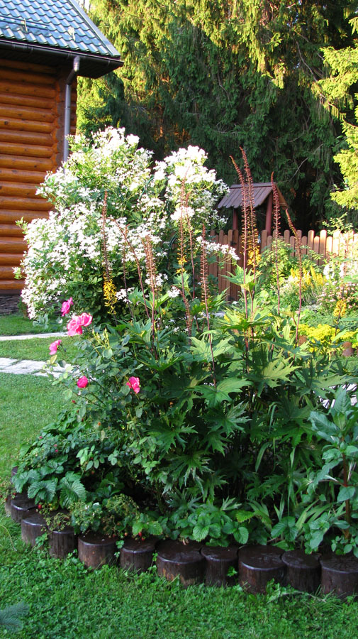 Эти белые цветочки - травянистый клематис &quot;Брызги шампанского&quot; Лианы вырастают до 2,5 метров, цветет 1-1,5 месяца. уход - поставить опоры и иногда поливать