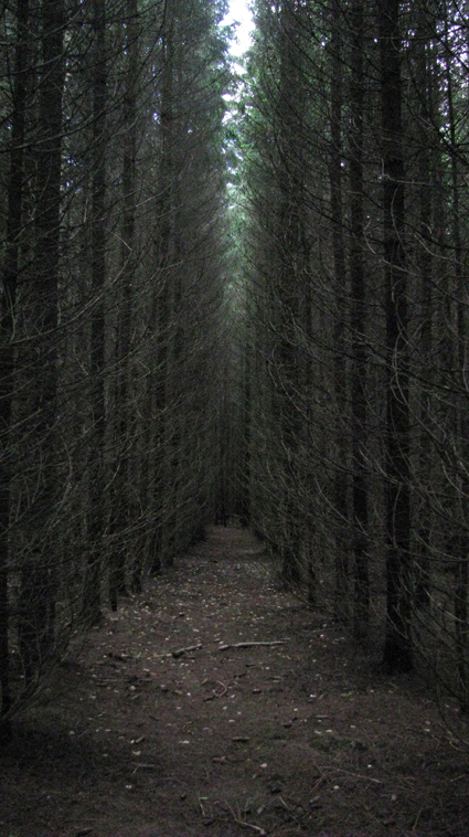 подмосковный лес1.jpg