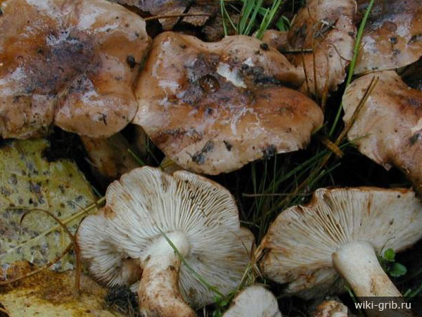 tricholoma_populinum_1.jpg