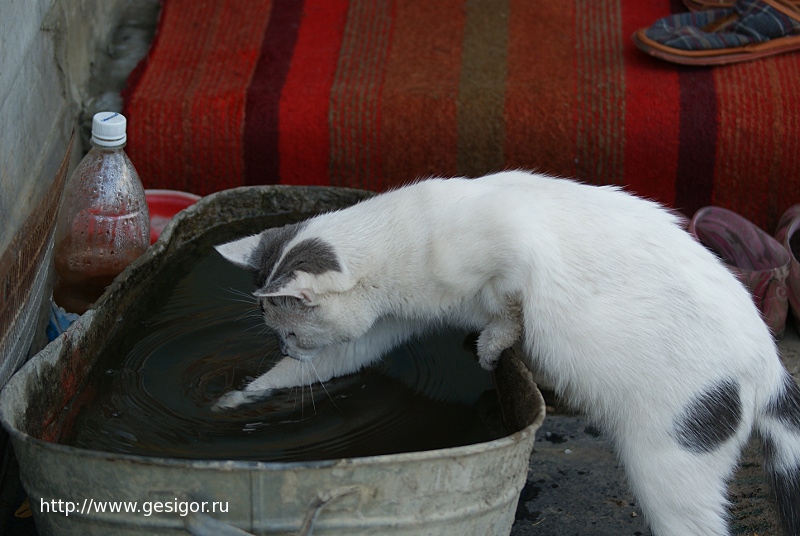 Кот ловит рыбу