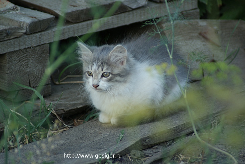 Котёнок