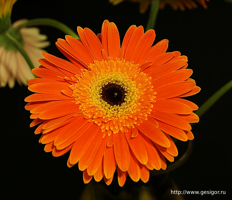 Гербера, Gerbera